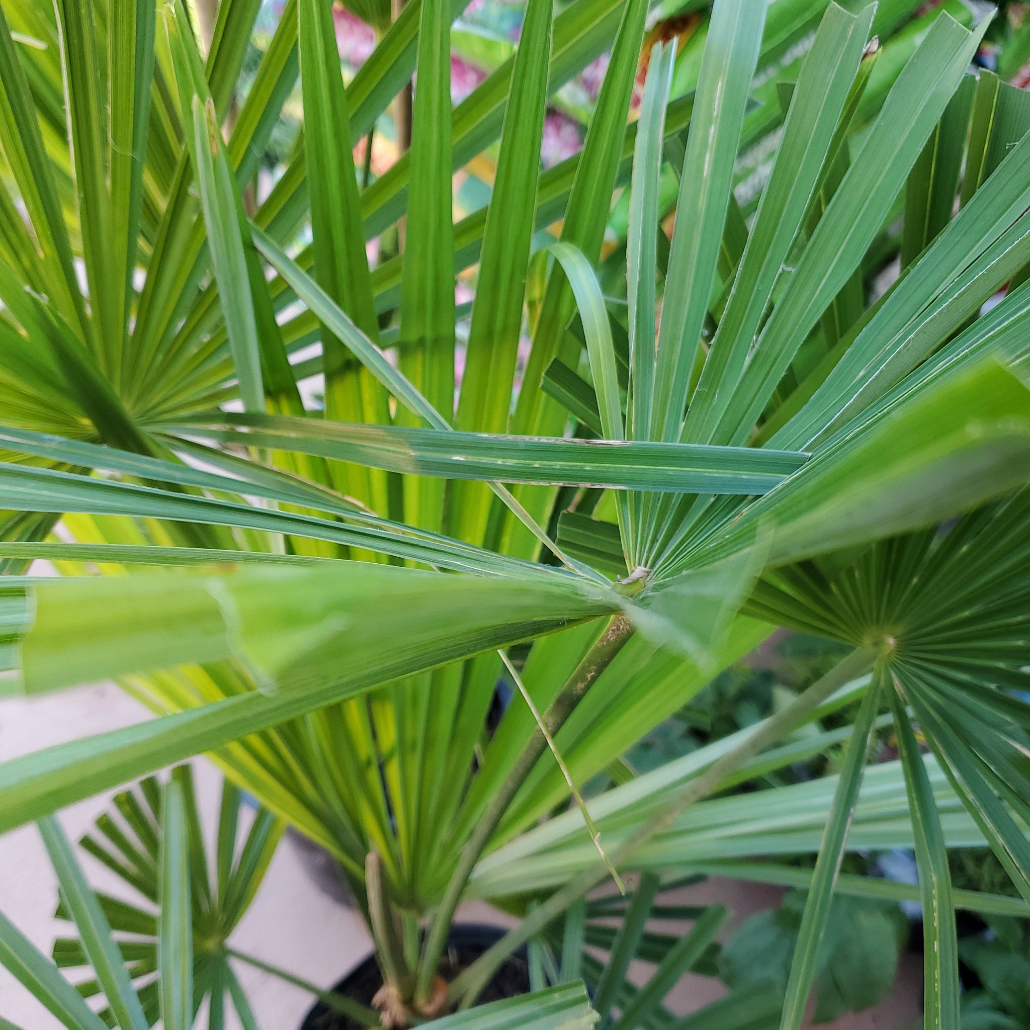 Image of a healthy European Fan Palm with green, fan-shaped leaves.