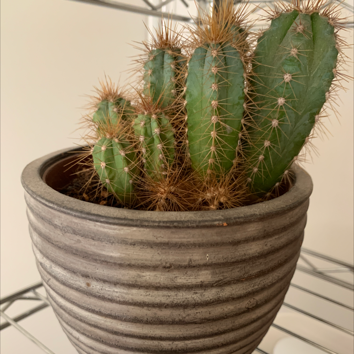 Columnar Cactus in a ribbed pot, healthy and well-framed.