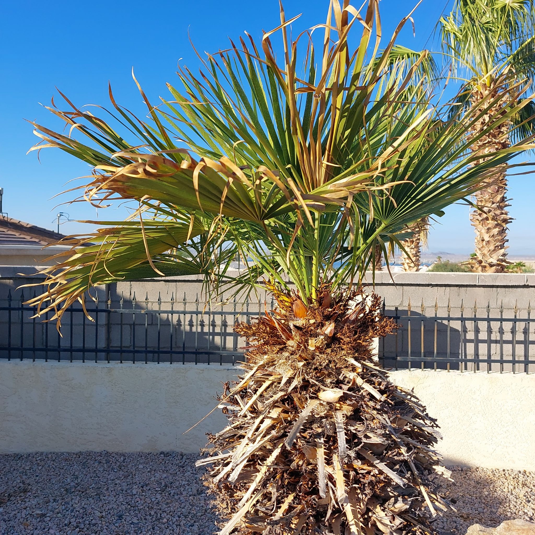 European Fan Palm with some browning and yellowing leaves in a sunny outdoor environment.