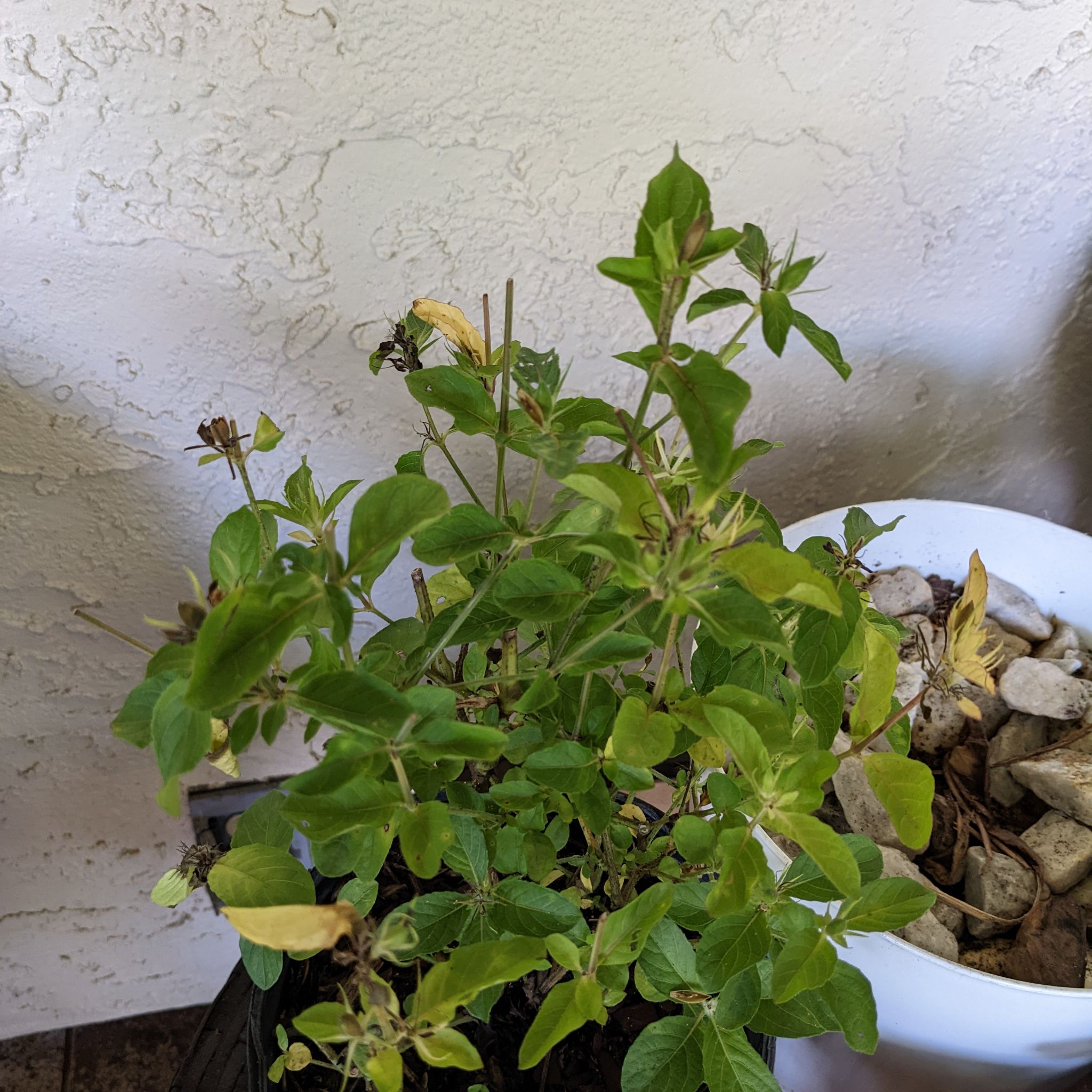 Photo of the plant species Carolina Wild Petunia by @EnrichingGalega named petunia on Greg, the plant care app