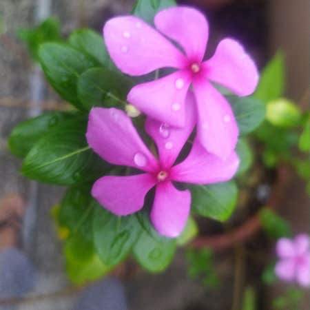 Photo of the plant species Rose Periwinkle by @DecorousDwarf named Rose on Greg, the plant care app