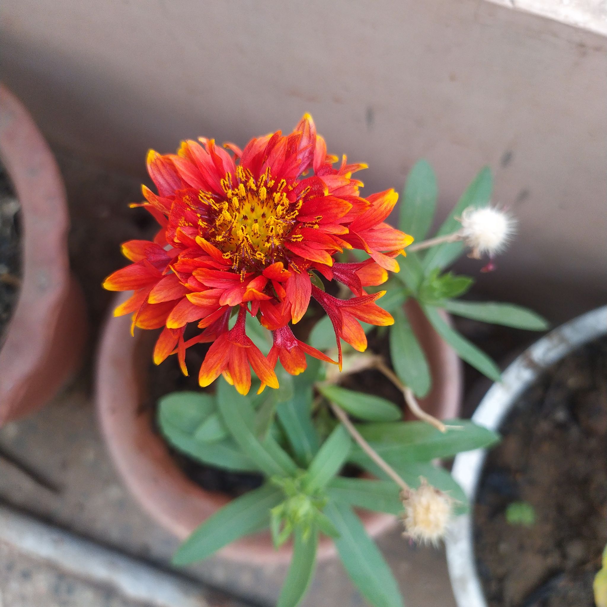 Indian Blanket plant with vibrant red and yellow flowers in a pot.