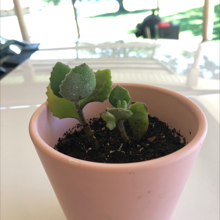 Bear's Paw plant photo by @belzasf named Bear on Greg, the plant care app.