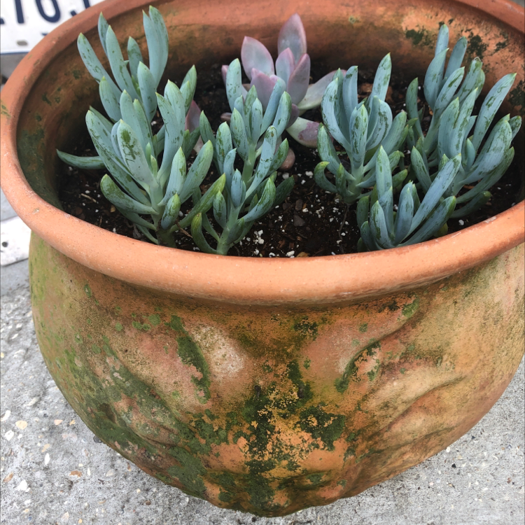 Jelly Bean Plant plant photo by @belzasf named Jelly on Greg, the plant care app.