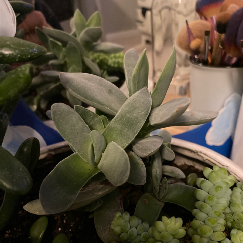 Photo of the plant species White Chenille Plant by Stella named Lily on Greg, the plant care app