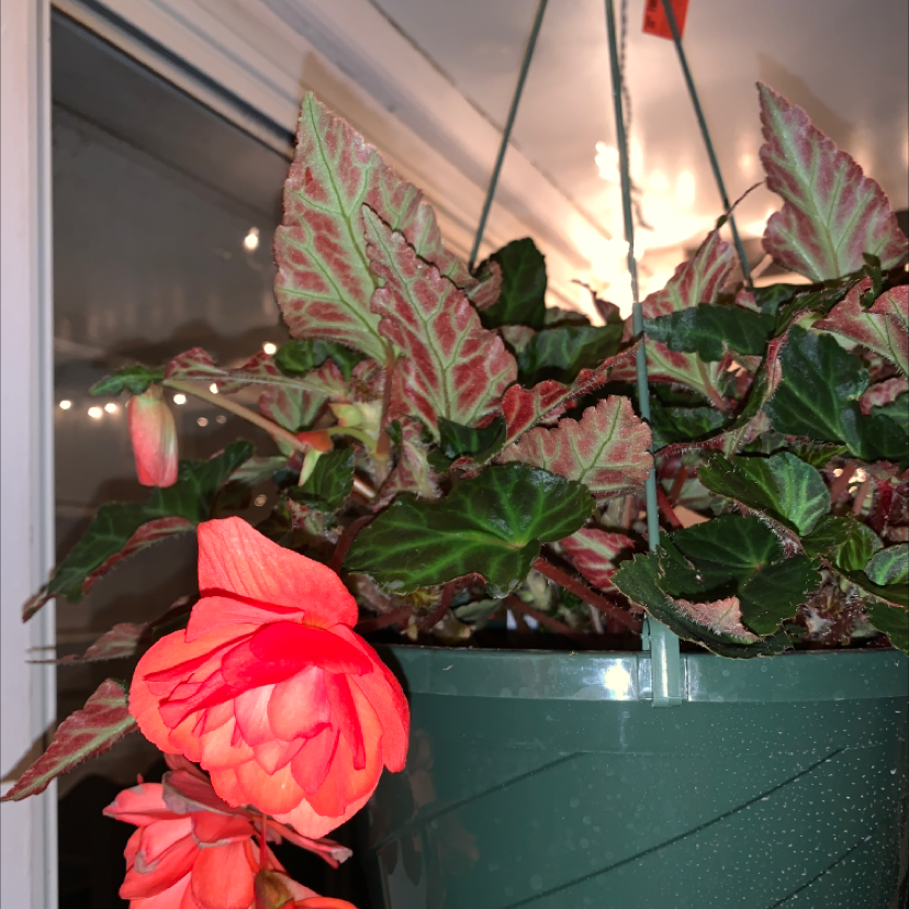 Photo of the plant species Tuberous Begonia by @SteveSchwock named Scarlet on Greg, the plant care app