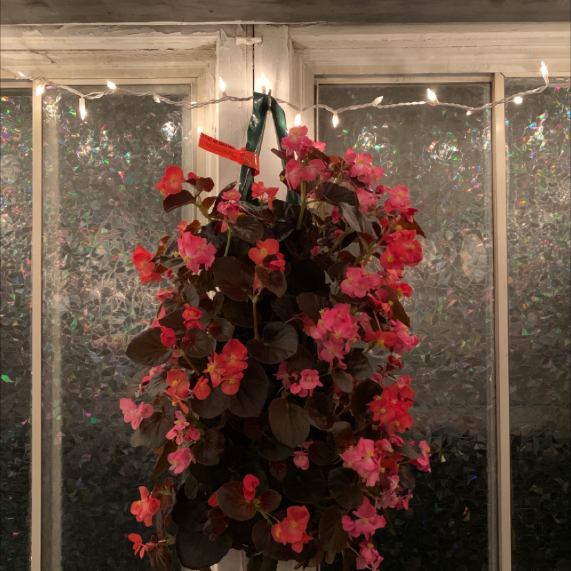 Hanging Clubed Begonia with numerous pink flowers in a well-lit room.