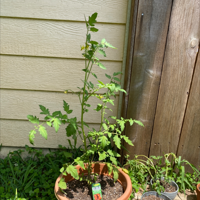 Tomato Plant plant photo by @arielayleen named Stella on Greg, the plant care app.