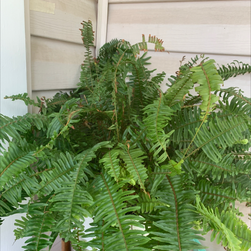 Bold Sword Fern with lush green fronds, well-framed and centered.