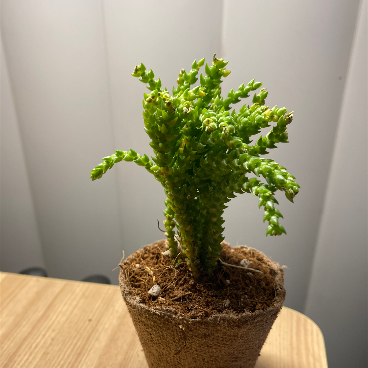 Healthy Rattail Crassula plant in a small pot with visible soil.