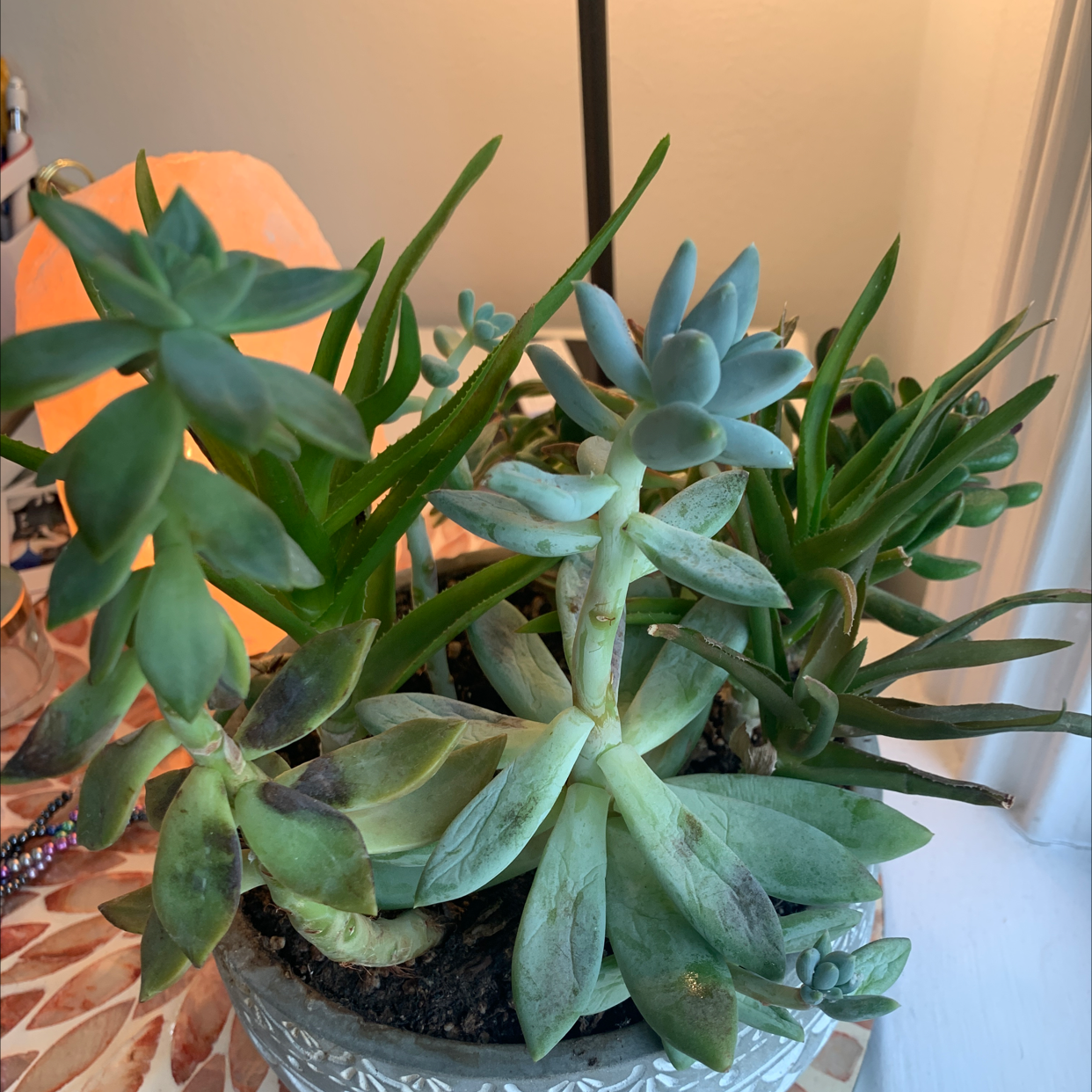 A well-framed image of a succulent plant in a pot with visible soil and multiple plants.