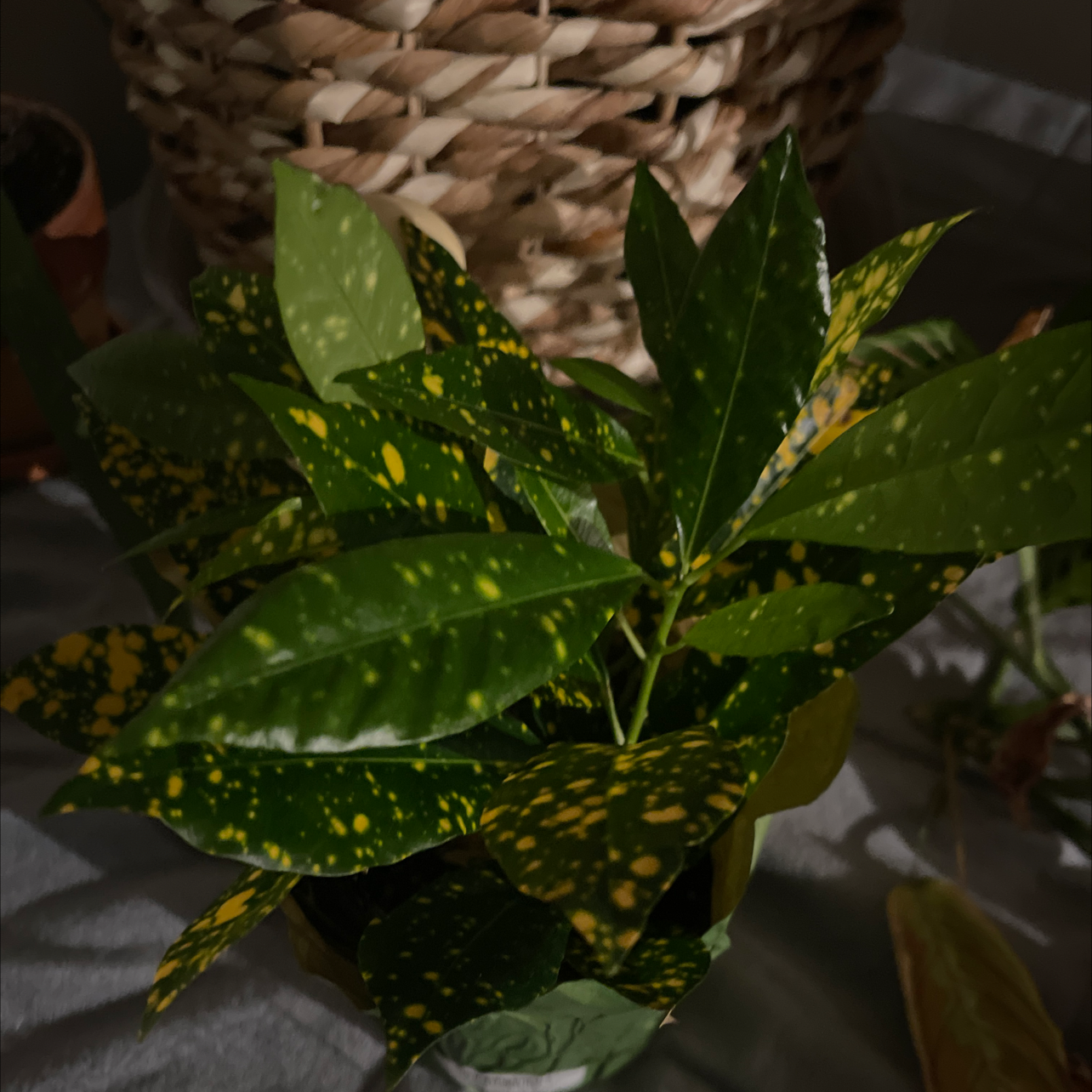 Close-up of healthy Japanese Laurel leaves with characteristic yellow spots, set against wood chip mulch.