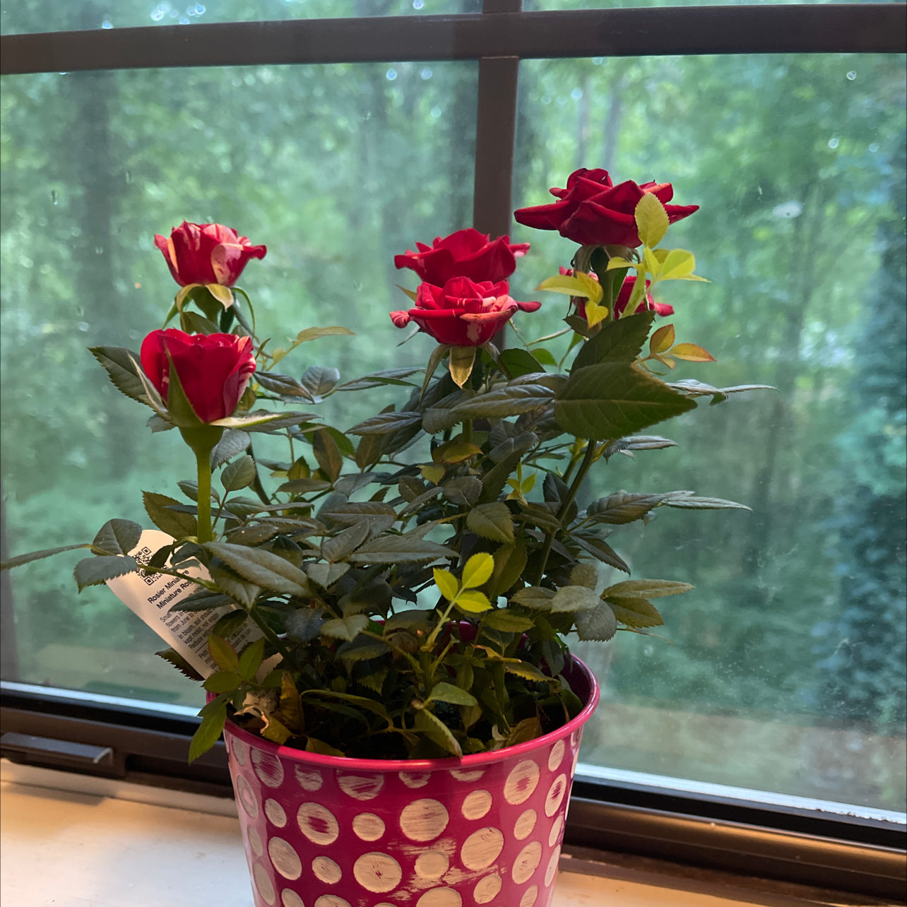 Brazilian Jasmine plant with red flowers in a pink pot with white polka dots on a windowsill.
