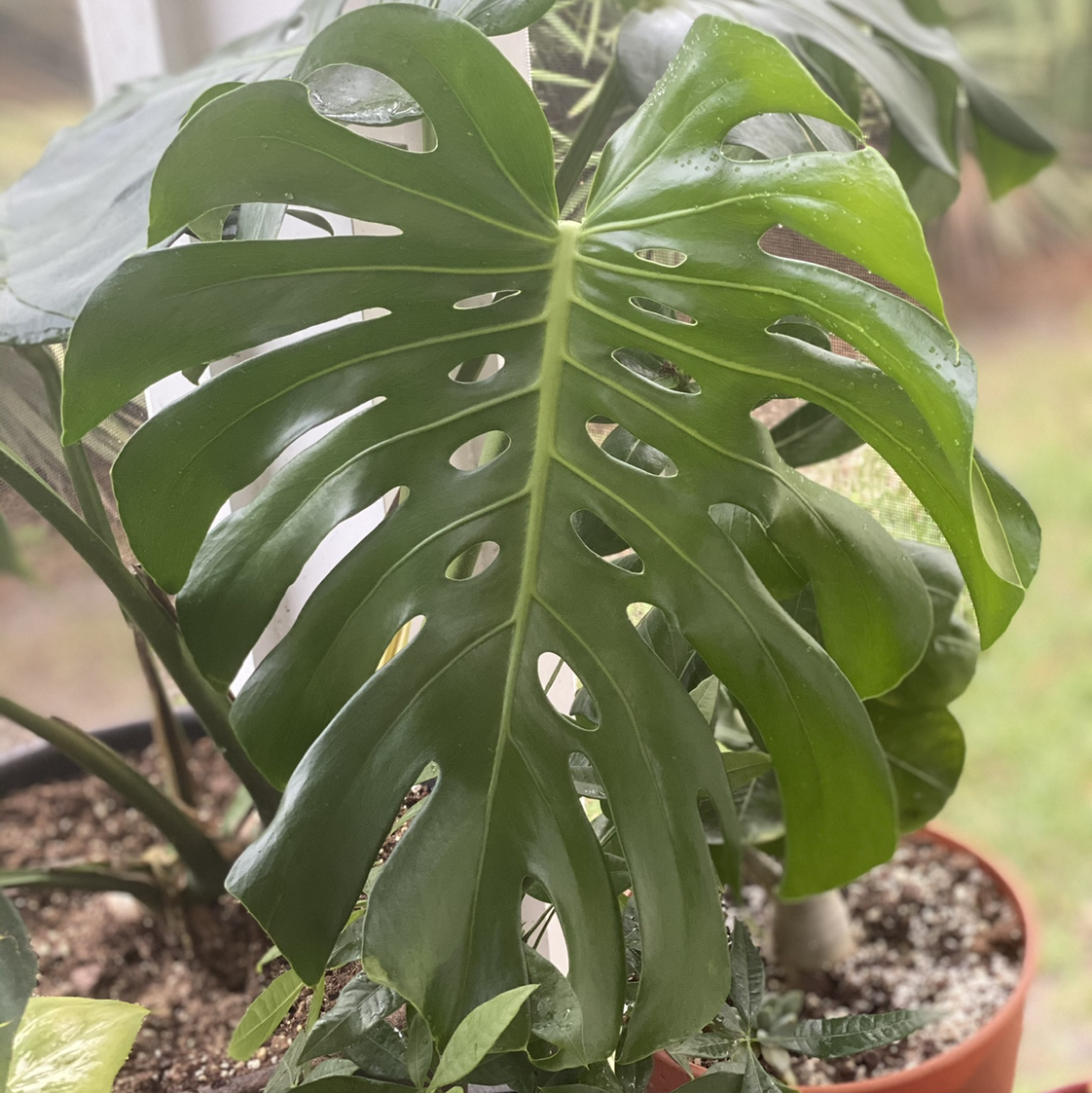 Monstera plant photo by @kyllek named Mochi on Greg, the plant care app.