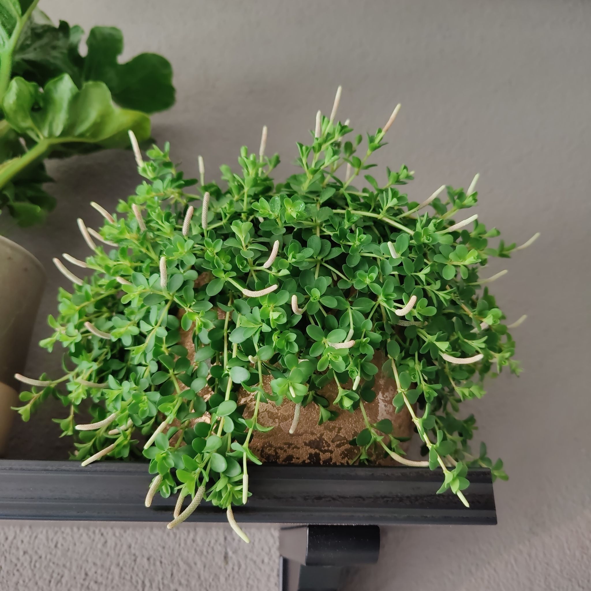 Photo of the plant species Isabella Peperomia by @TrustyViolet named Peperomia on Greg, the plant care app
