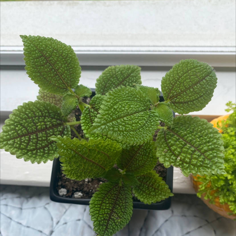 Pilea mollis plant with textured green leaves and visible soil in a pot.