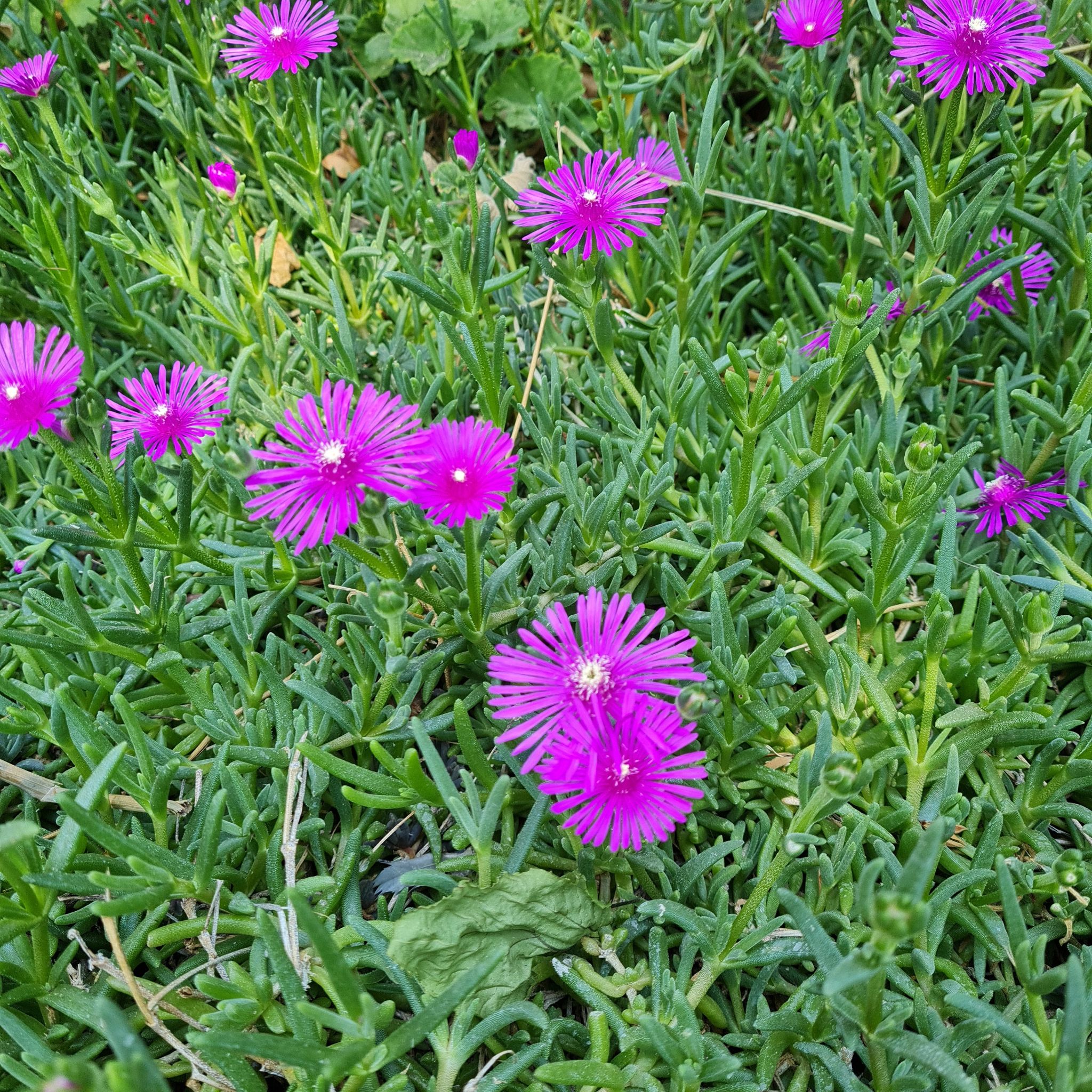 Iceplant with vibrant purple flowers in dense growth.