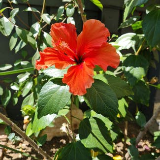 Chinese Hibiscus plant in Edenvale, Gauteng