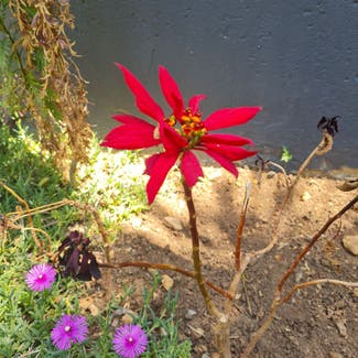 Poinsettia plant in Edenvale, Gauteng