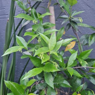 Star Jasmine plant in Edenvale, Gauteng