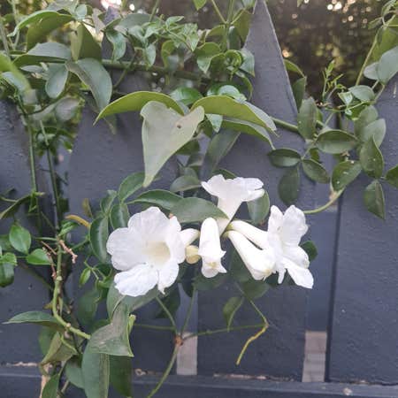 Photo of the plant species Pandorea Jasminoides by Fineseaoats named Creapy on Greg, the plant care app