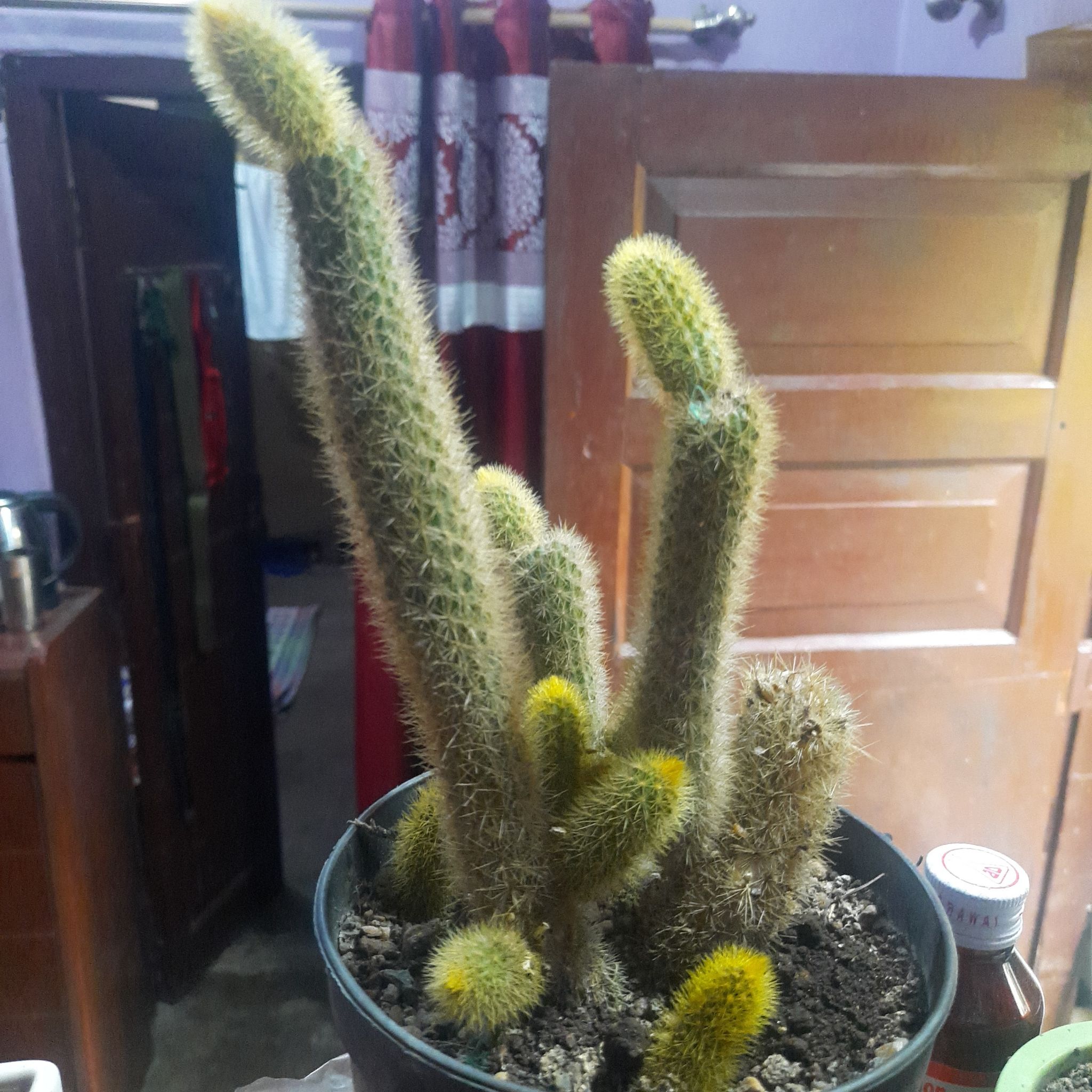 Potted Golden Snakecactus with multiple stems, some yellowing at the tips, visible soil.