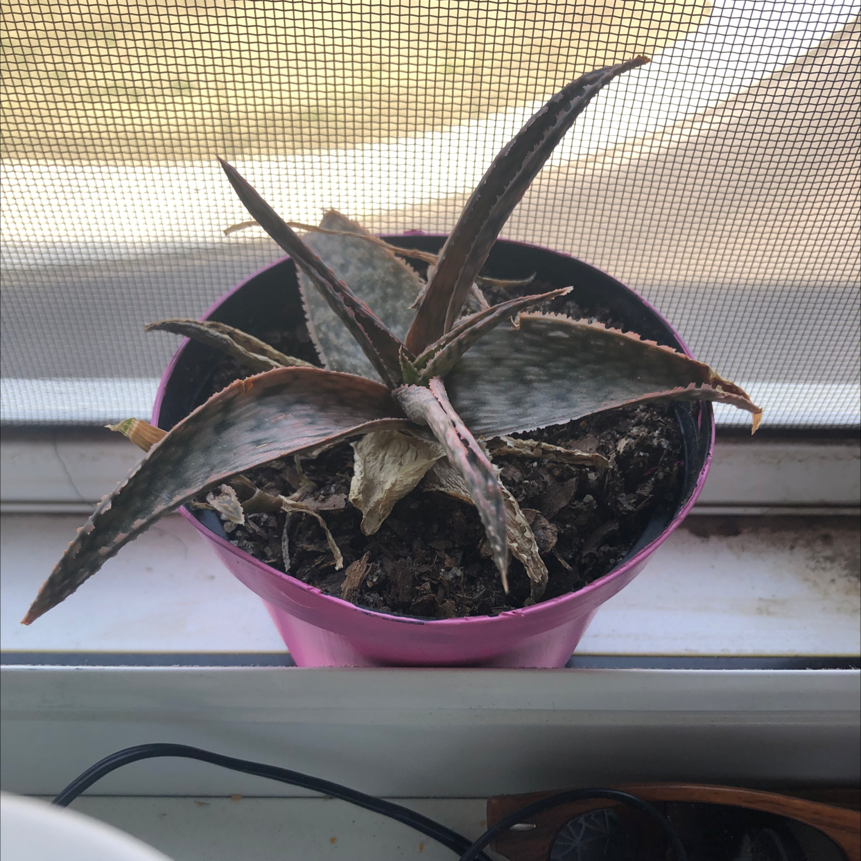 Broad-Leaved Aloe plant in a small pot with visible leaf browning and yellowing.