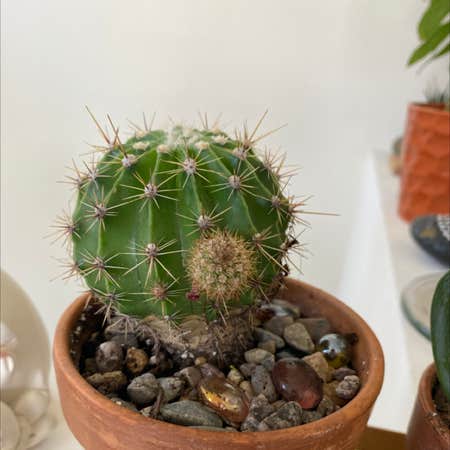 Photo of the plant species Echinopsis mamillosa by @mmangotango named Fred on Greg, the plant care app