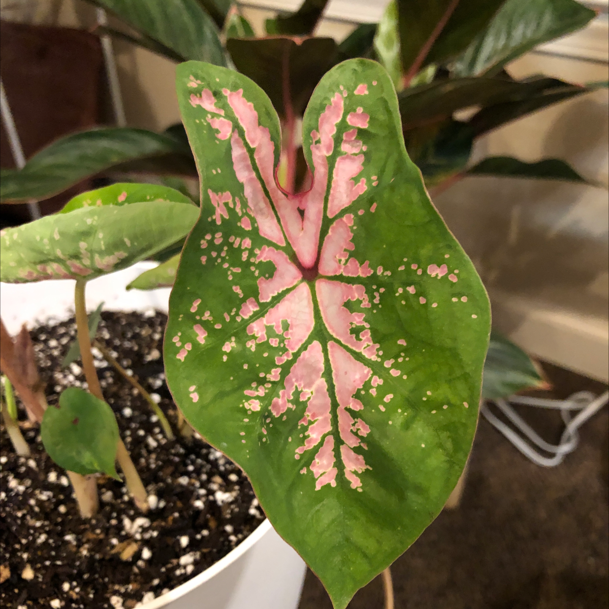 Caladium Gingerland plant photo by @camryn named Splah on Greg, the plant care app.