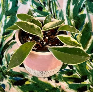 Hoya Carnosa Tricolor plant photo by @camryn named Yaaaas Queen on Greg, the plant care app.