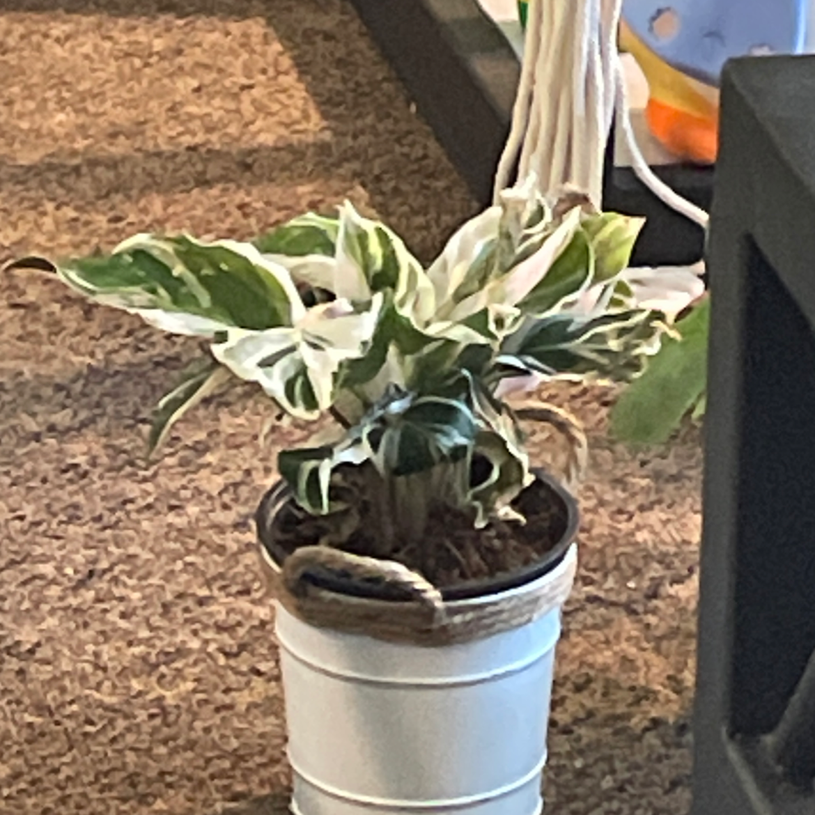 Calathea 'White Fusion' plant photo by @camryn named White Knight on Greg, the plant care app.