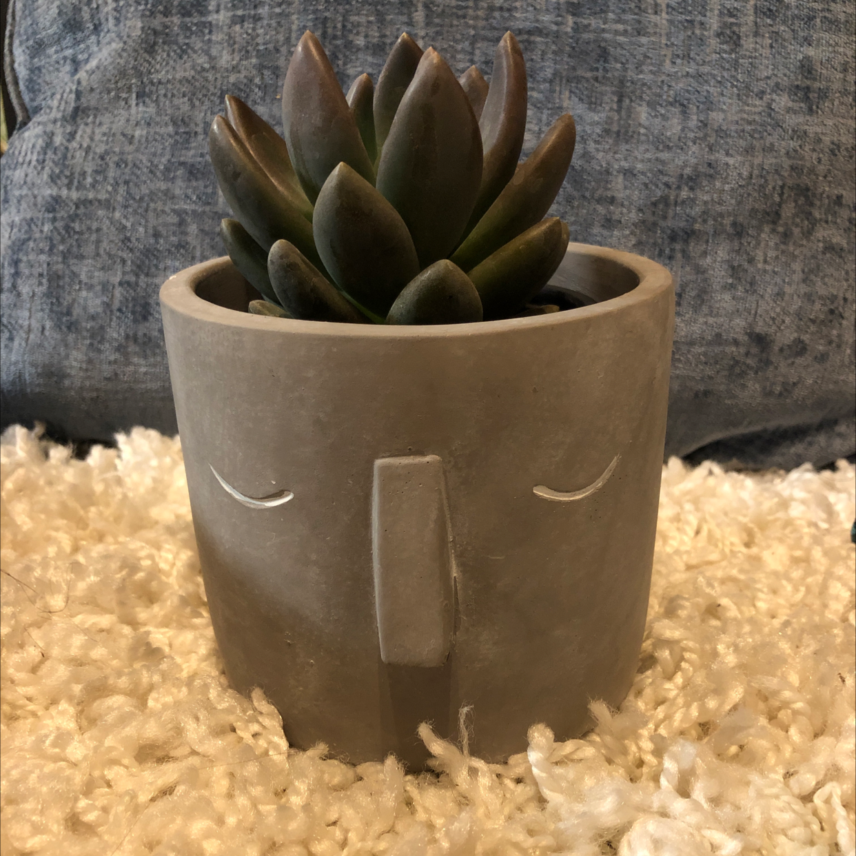 Echeveria tolimanensis plant photo by @camryn named Chev on Greg, the plant care app.