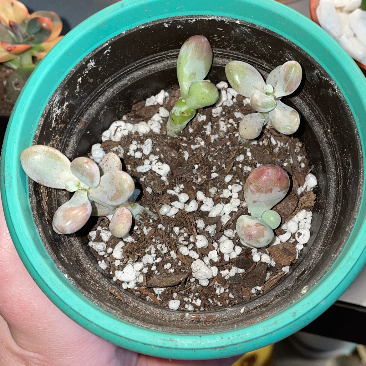 Potted Pink Moonstones succulent with fleshy, pinkish leaves in a plastic pot with visible soil and perlite.