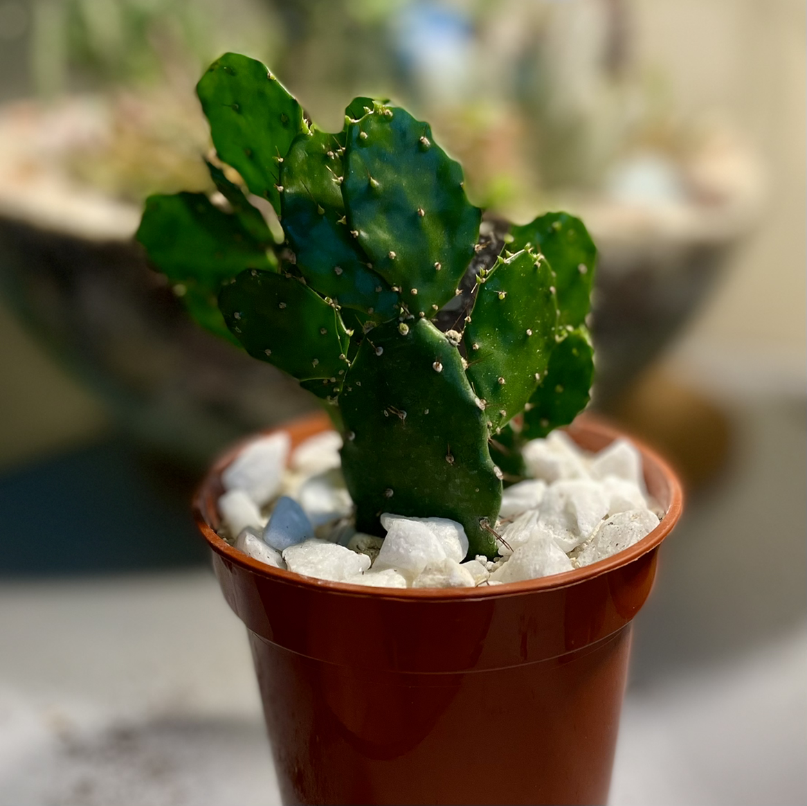 Brazilian Pricklypear plant in a pot with white stones, appears healthy.