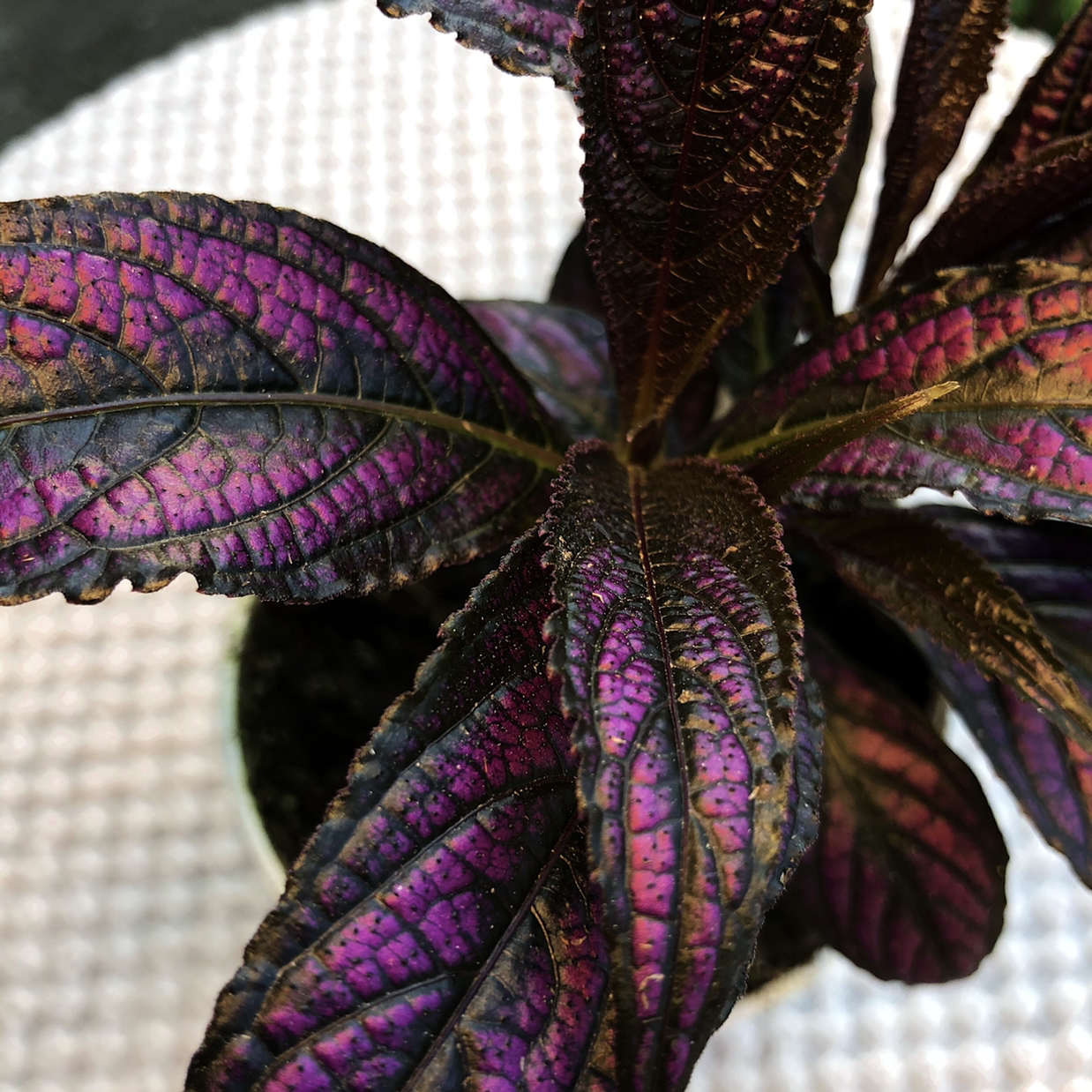 Persian Shield plant photo by @camryn named Prince of Persia on Greg, the plant care app.