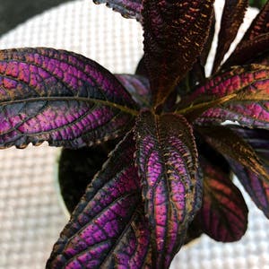 Persian Shield plant photo by Camryn named Prince of Persia on Greg, the plant care app.