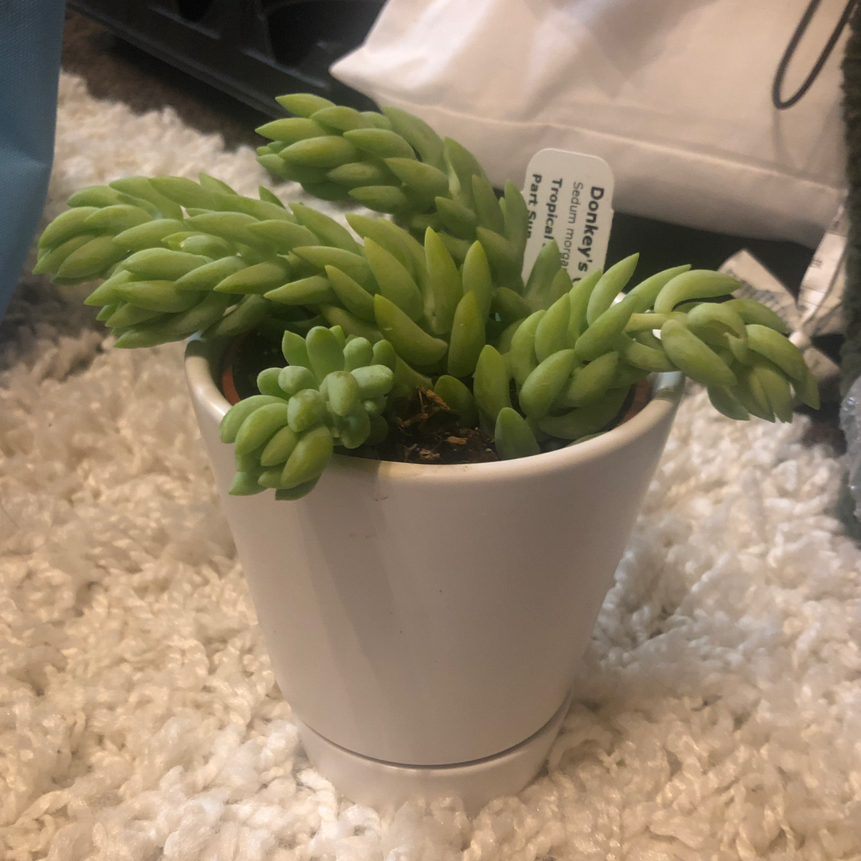 Burro's Tail plant photo by @camryn named Burrito on Greg, the plant care app.