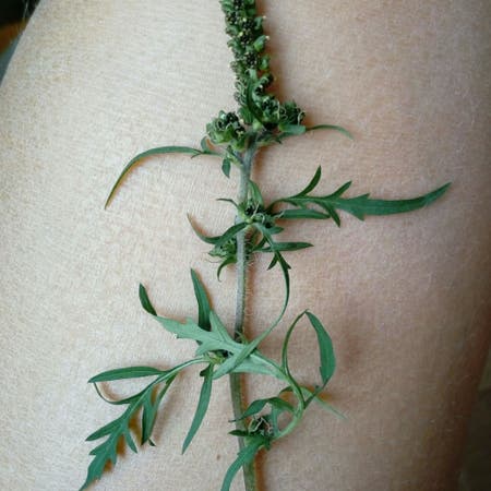 Photo of the plant species Common Ragweed by Silkengrandfir named Spike Leaves on Greg, the plant care app