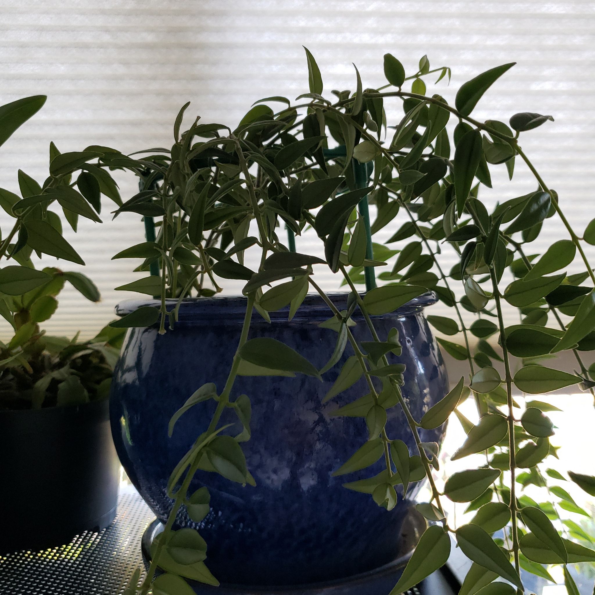 Hoya Bella plant in a blue pot with green leaves, another plant and window blinds in the background.
