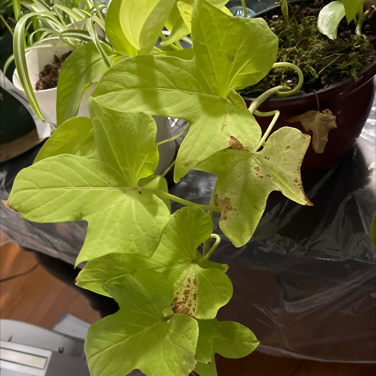 Sweet potato vine with bright lime green lobed leaves in a black nursery pot, with some yellowing leaves and a hand pointing to them.