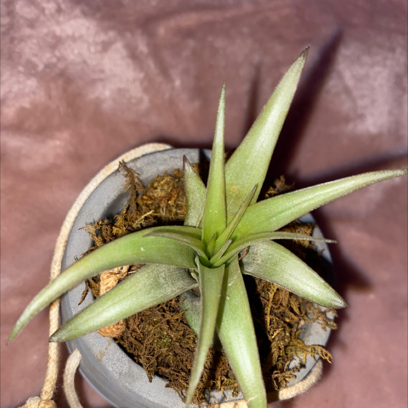 Spreading Airplant in a small pot with visible soil and moss.