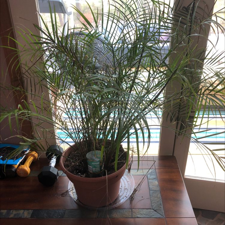 Healthy potted Pygmy Date Palm in indoor setting in front of a window, surrounded by household items.