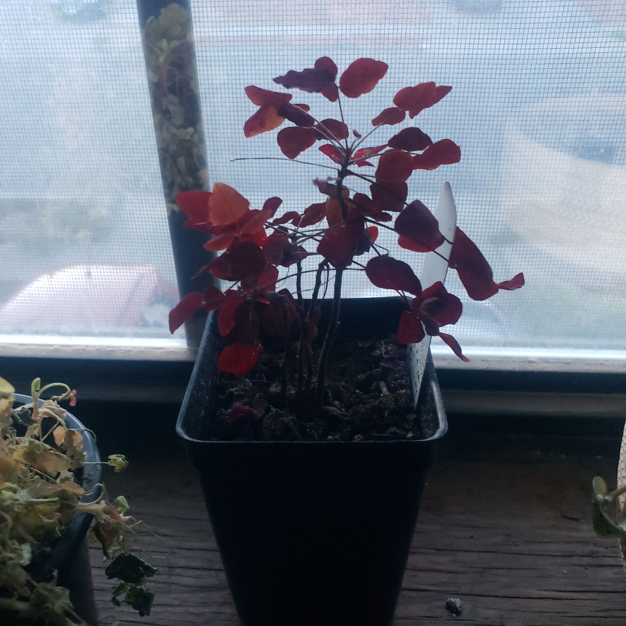 Photo of the plant species Oxalis herrerae by @IdolRainbow named Khaleesi on Greg, the plant care app