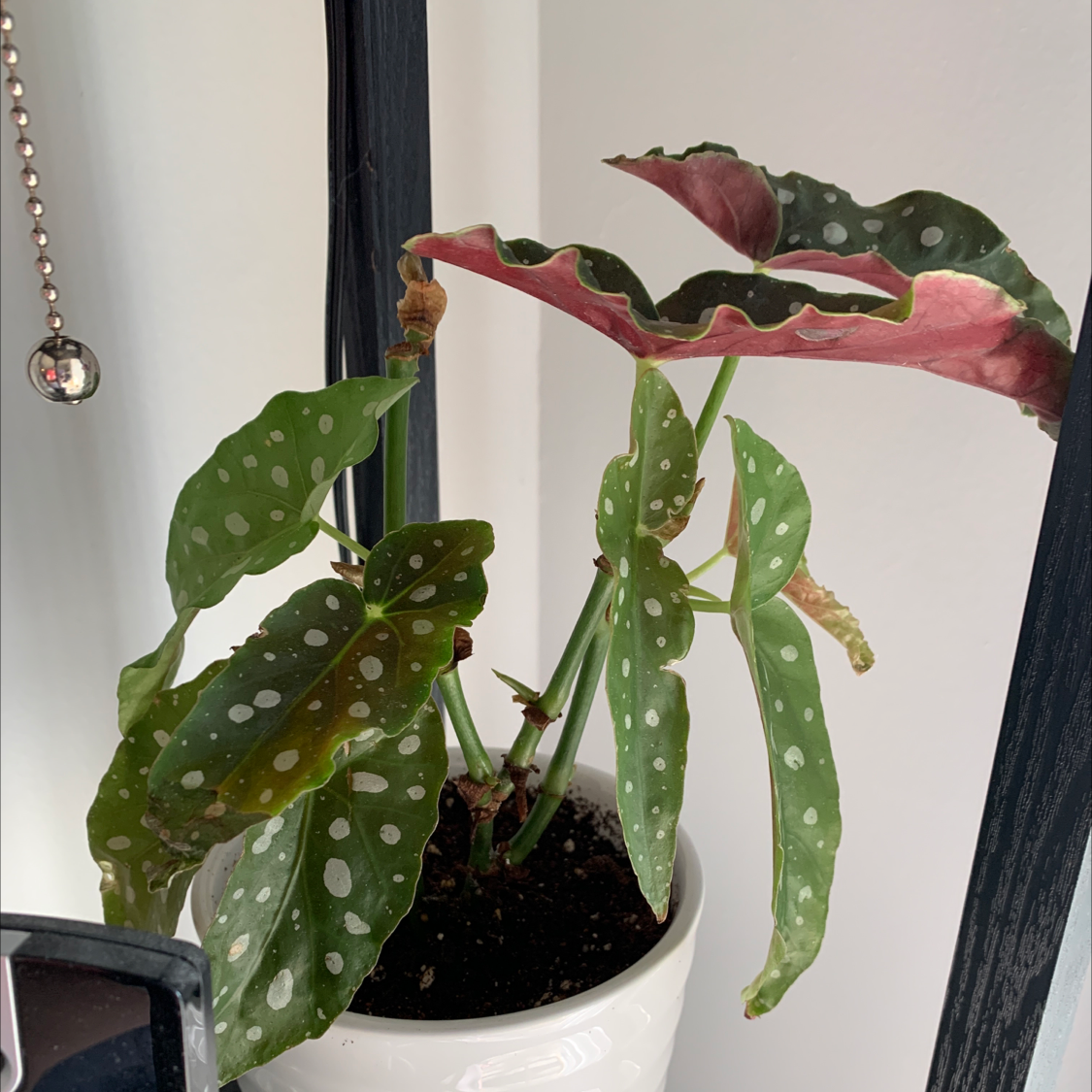 Polka Dot Begonia plant in a white pot with some browning and curling leaves.