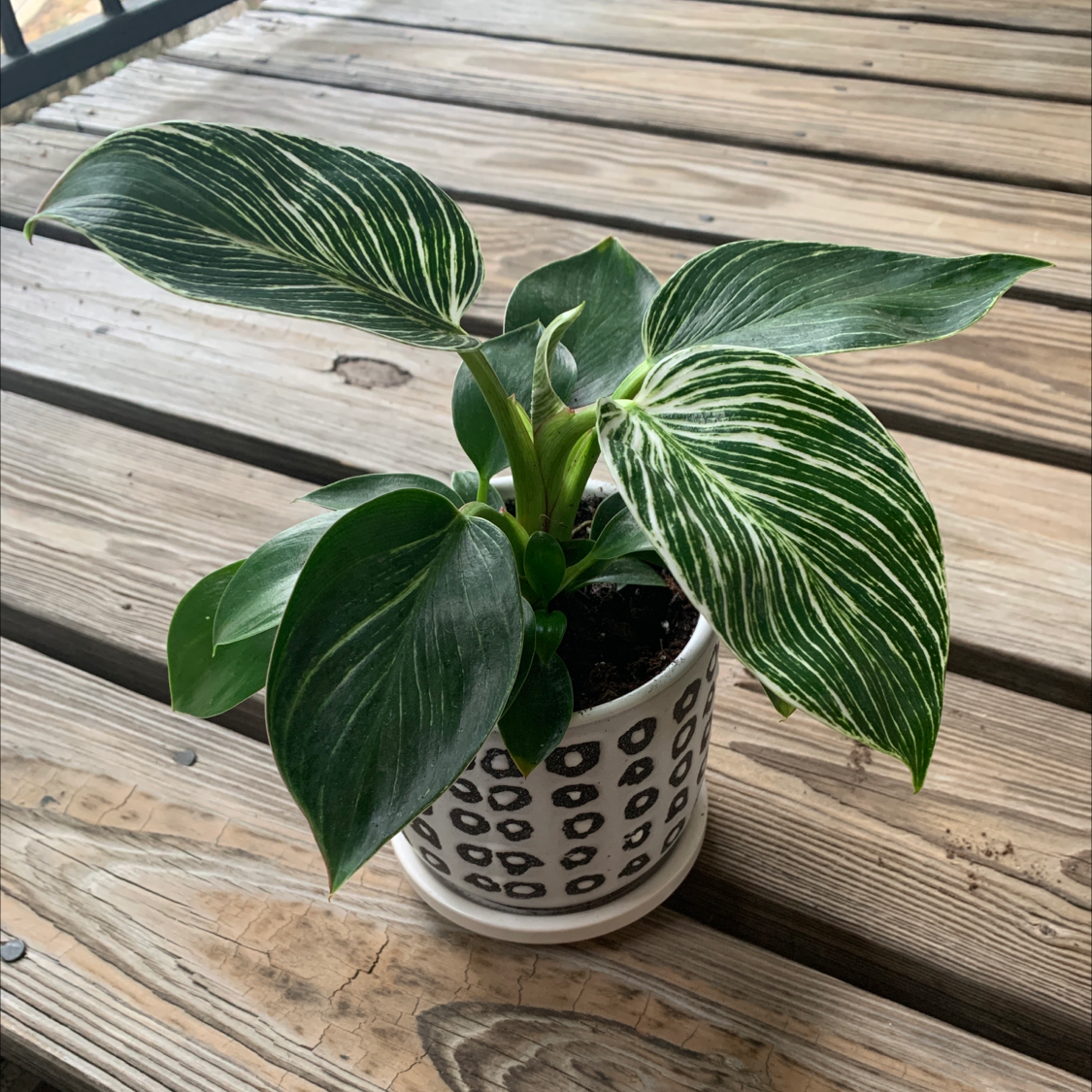 Philodendron Birkin plant in a decorative pot on a wooden surface with healthy variegated leaves.