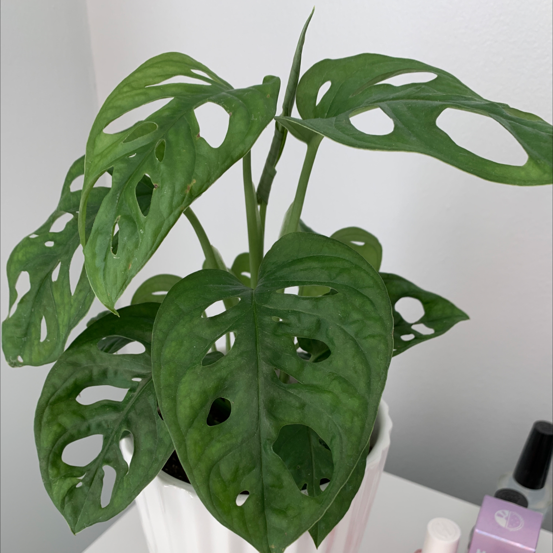 Healthy Monstera deliciosa plant with large fenestrated leaves, touched by a human hand to show scale. No signs of discoloration or disease.