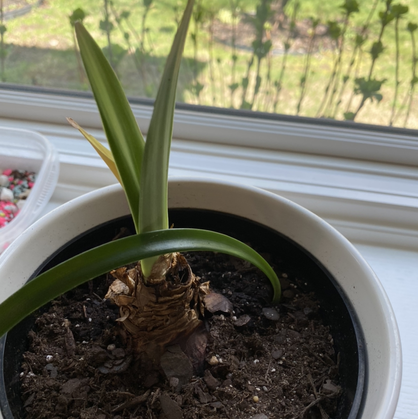 Barbosa Lily plant in a pot on a windowsill with visible soil and slight leaf yellowing.