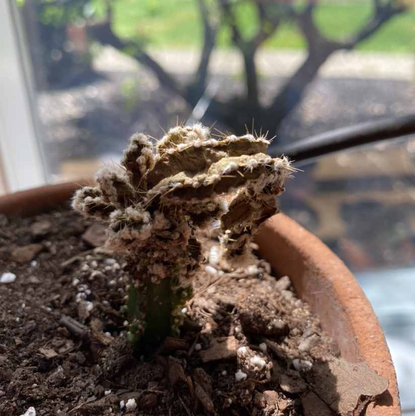 A potted Fairy Castle Cactus with significant browning and wilting, indicating poor health.