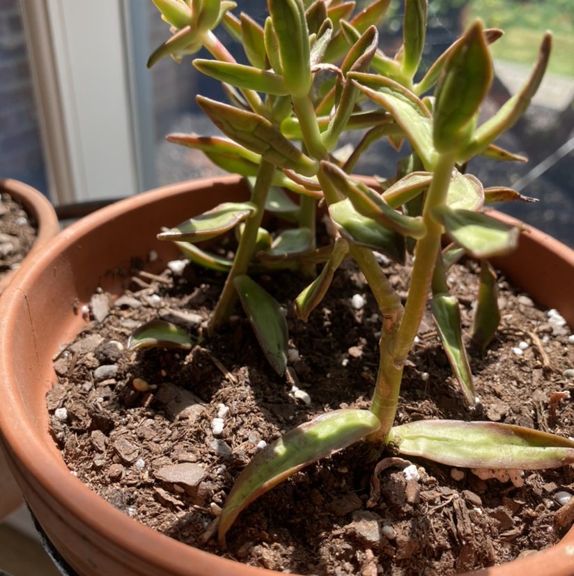Sedum adolphi 'Golden Glow' plant in a terracotta pot with visible leaf discoloration.