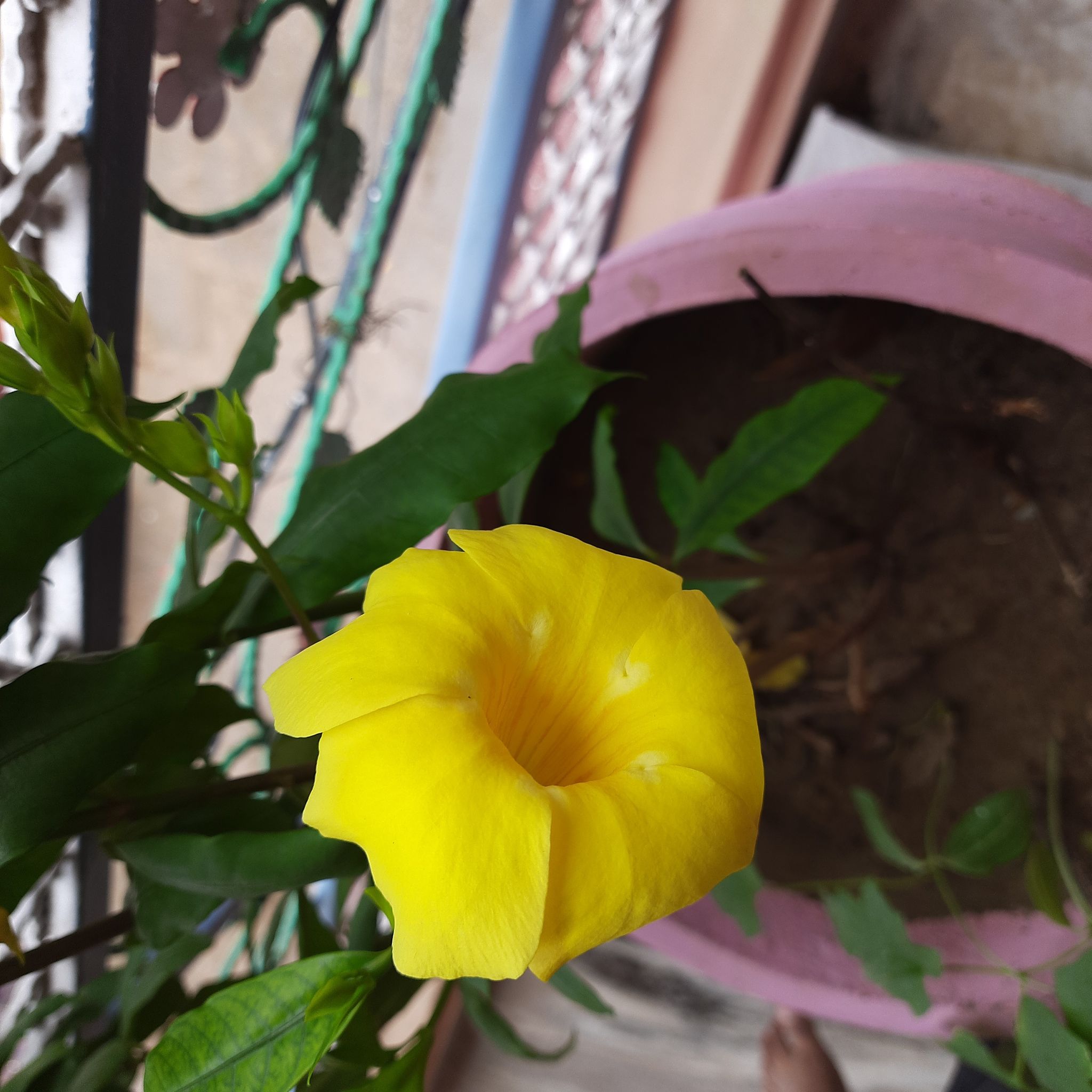 Potted Golden Trumpet plant with a prominent yellow flower and visible soil.